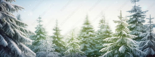 Christmas banner with beautiful fluffy fir branches and copy-space. Border of fir branches in nature with soft focus and sun glare.