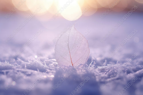 White transparent skeleton leaf on snow outdoors in winter. Beautiful texture, sparkling round glistens bokeh blue pink. Gentle romantic artistic image, Christmas and New Year, close-up macro.