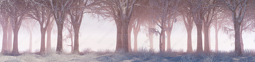 Seasonal Background with Snow covered Trees in a Pale Fog. Atmospheric Winter Woodland Banner.