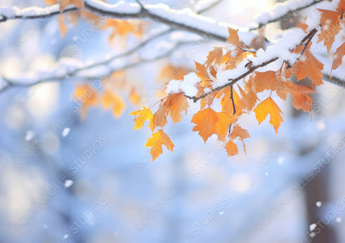 Beautiful branch with orange and yellow leaves in late fall or early winter under the snow. First snow, snow flakes fall, gentle blurred romantic light blue background for design.