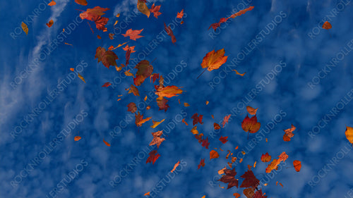 Seasonal Background with Fall Leaves blowing in the wind. Dusk Sky Banner with copy-space.