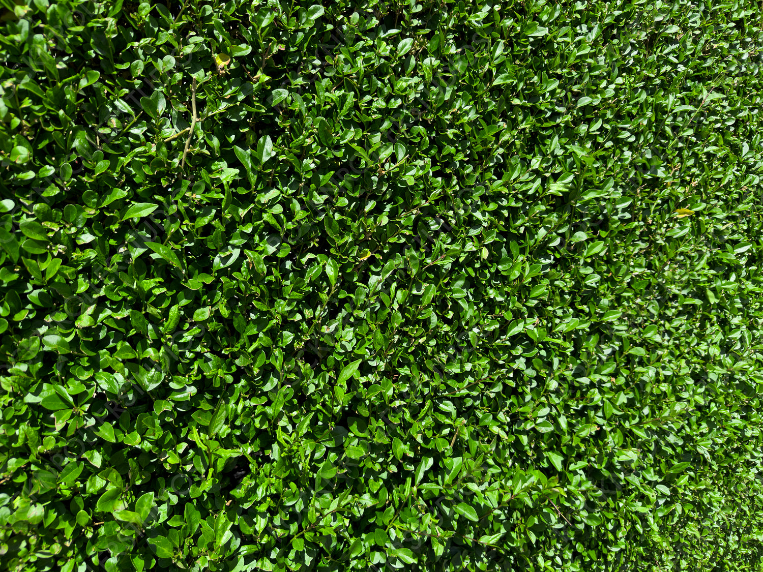 Lush Green Hedge: Dense Foliage and Glossy Leaves in Natural Light