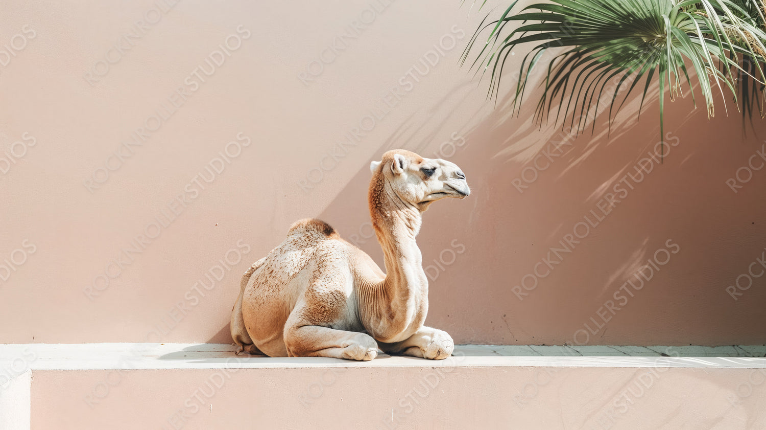 Resting Camel in Soft Light with Palm Leaf Shadows