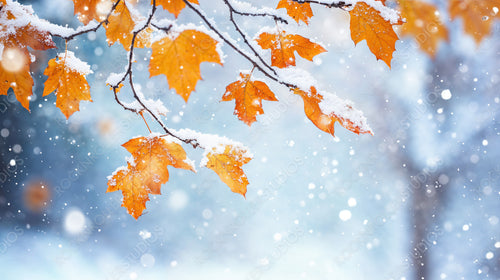 Snow-Dusted Orange Leaves on a Frosty Branch, Embracing the Beauty of Winter