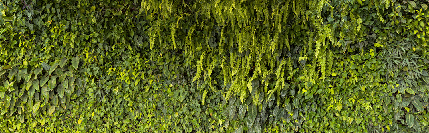 Lush Green Living Wall: Elegant Moss and Ivy Vertical Garden