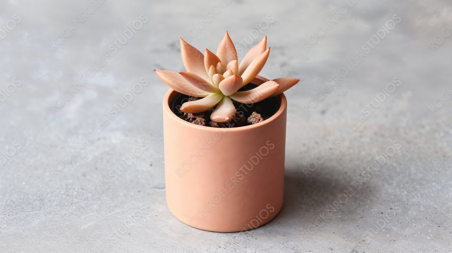 Charming Succulent Plant in Stylish Pink Pot