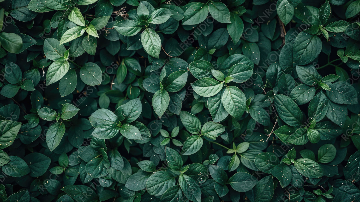 Lush Green Foliage - Natural Leafy Texture