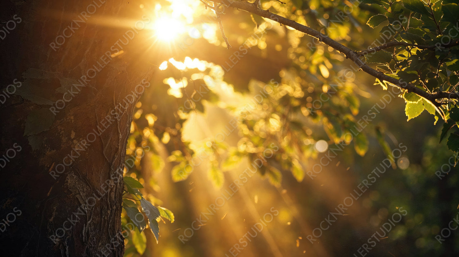 Sunlight Filtering Through Leaves Creating Beautiful Rays