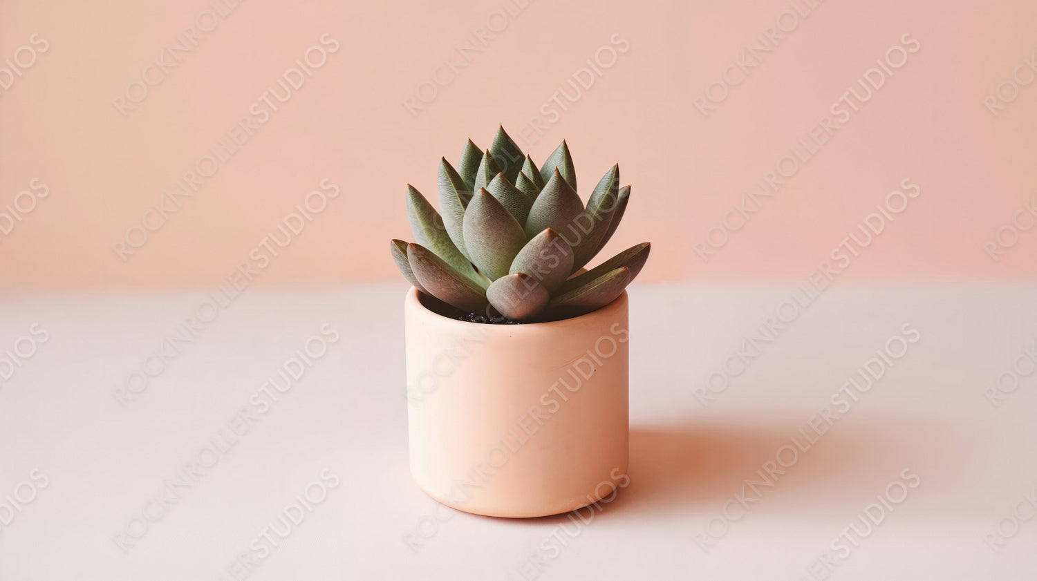 Succulent Plant in Minimalist Pink Pot