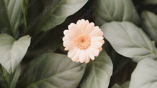 Close-Up of Beautiful Soft Pink Flower Amidst Green Foliage