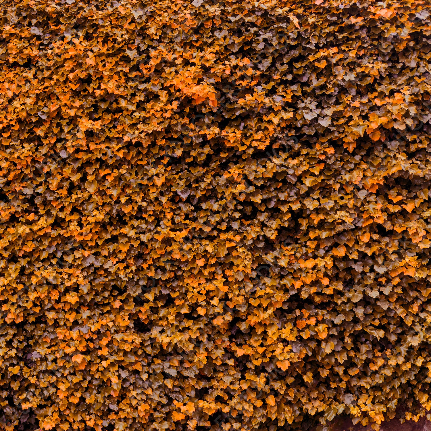 Textured Autumn Tapestry: A Close-Up of Nature's Organic Patterns in Ochre and Amber