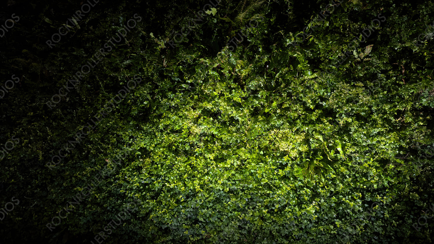Shaded Ivy-Covered Wall with Dense Foliage and Soft Lighting