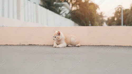 Adorable Kitten Lounging Outdoors by the Wall