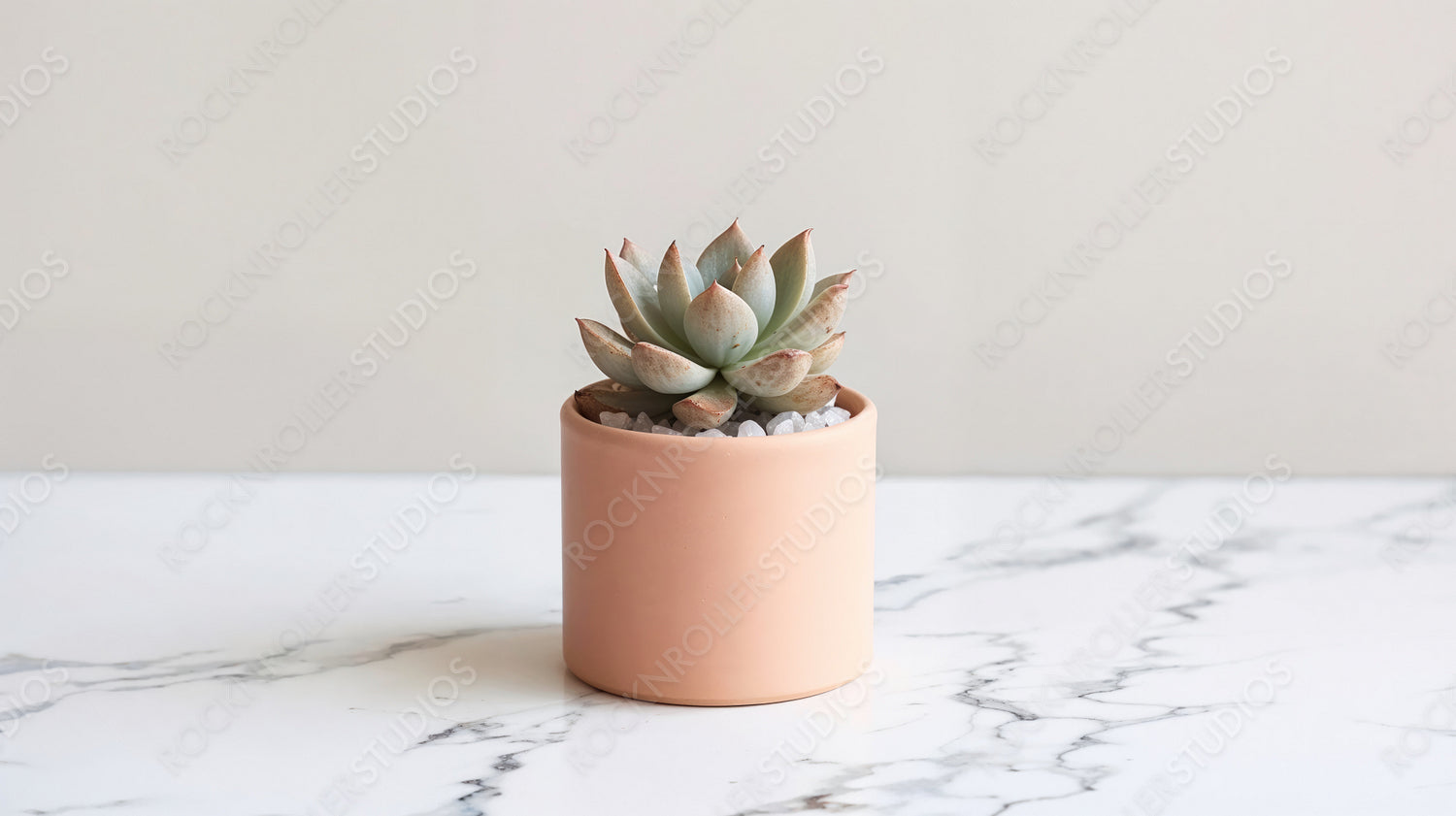 Minimalist Succulent Plant in Elegant Pink Pot on Marble Surface