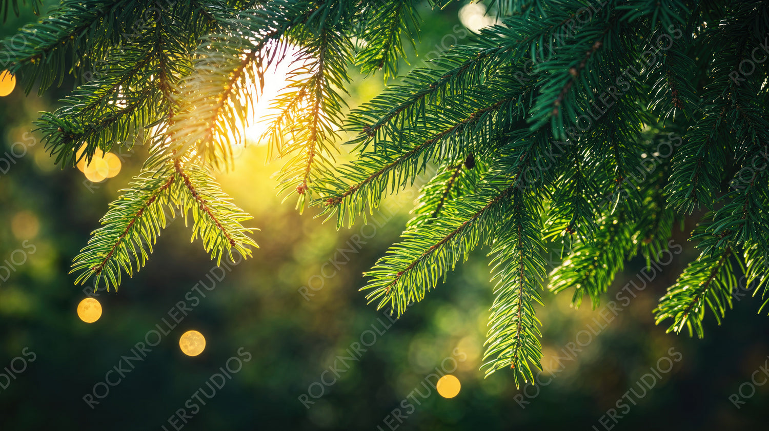 Sunset Glow on Pine Branches with Bokeh Lights in Forest