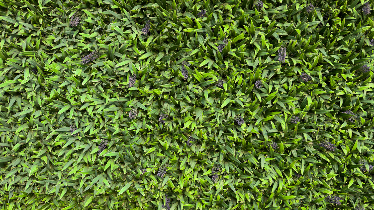 Lush Green Lawn: Vibrant and Dense Grass Texture Close-Up