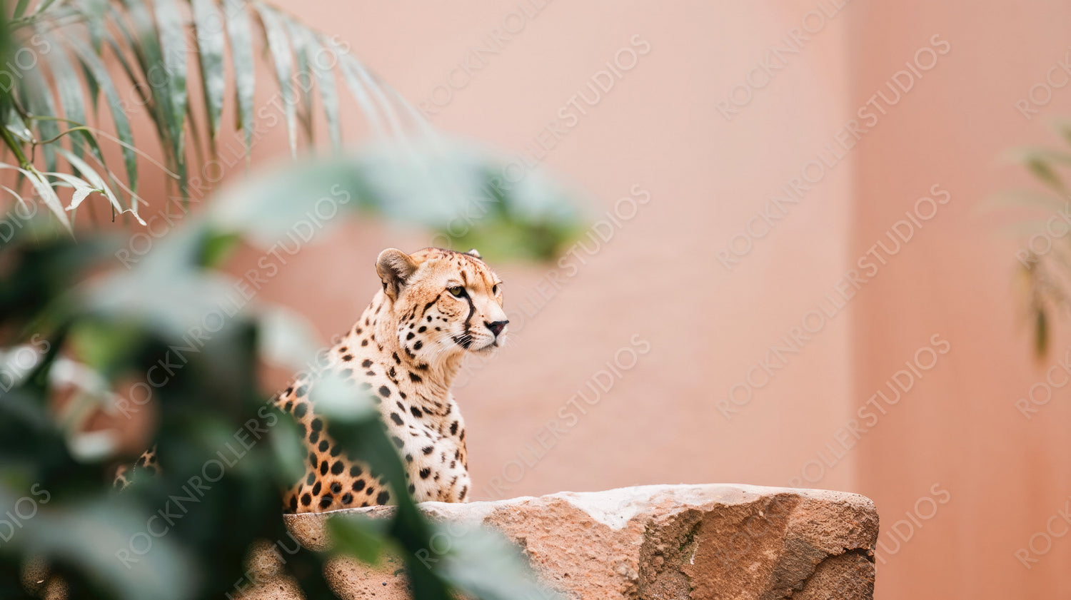 Majestic Cheetah Resting in Natural Habitat with Soft Pink Background