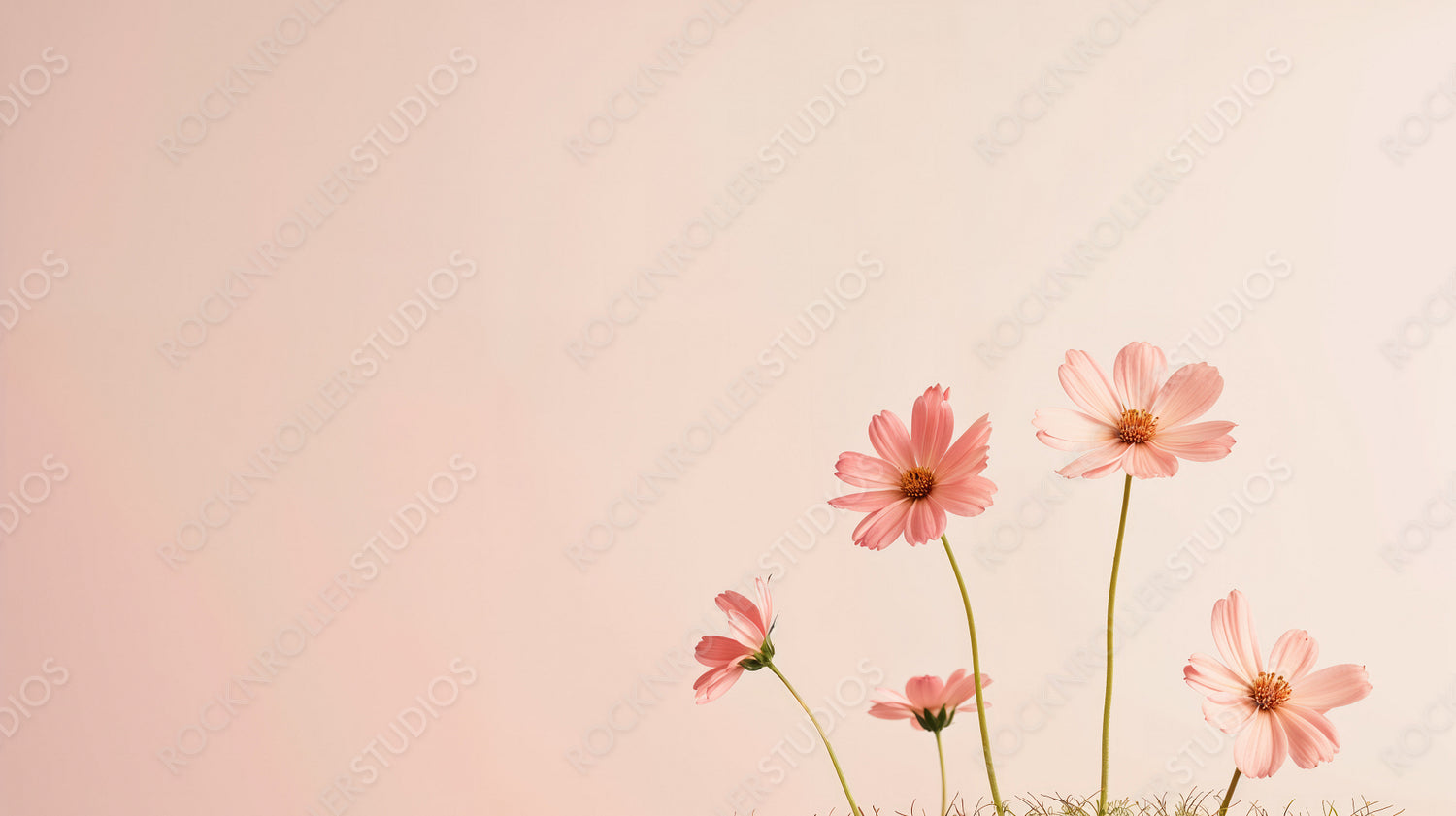 Delicate Pink Flowers Blooming in Minimalist Setting