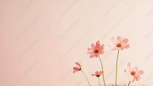 Delicate Pink Flowers Blooming in Minimalist Setting