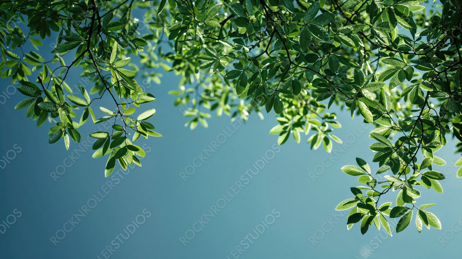 Vibrant Green Leaves Against a Clear Blue Sky - Nature's Beauty