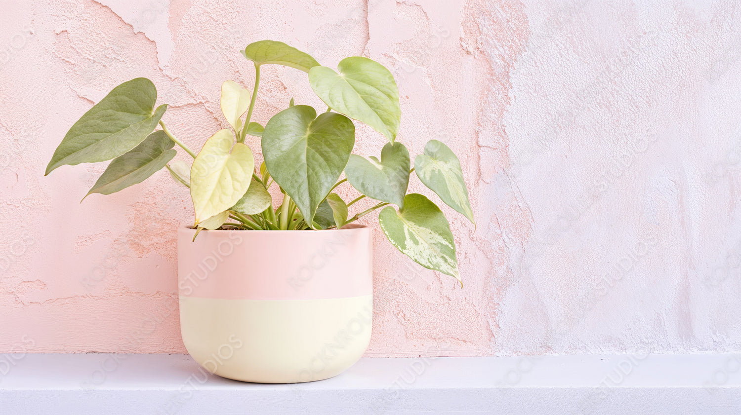Chic Indoor Plant in Stylish Dual-Toned Pot Against Textured Pastel Pink Wall