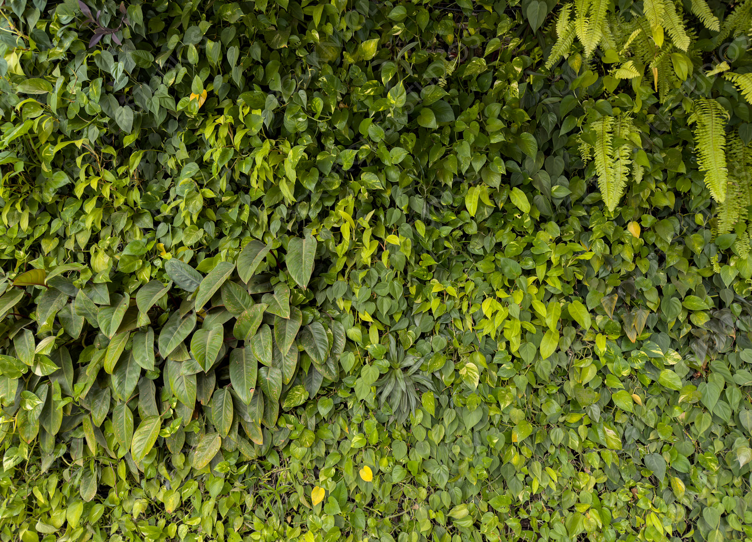 Lush Botanical Diversity: Vibrant Green Wall with Varied Leaf Textures