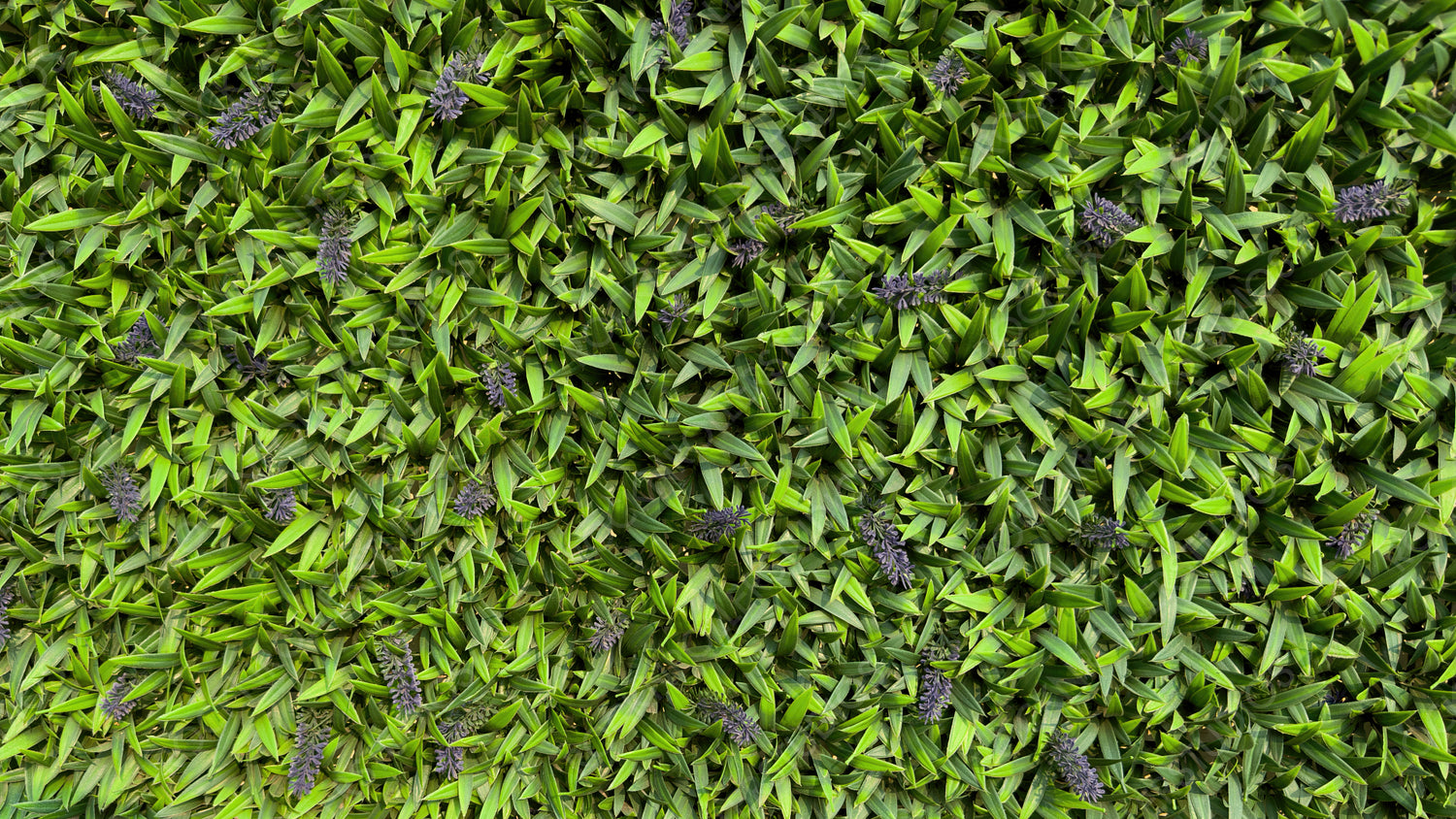 Vibrant Green Grass Close-Up: Perfectly Dense and Lush Turf Texture