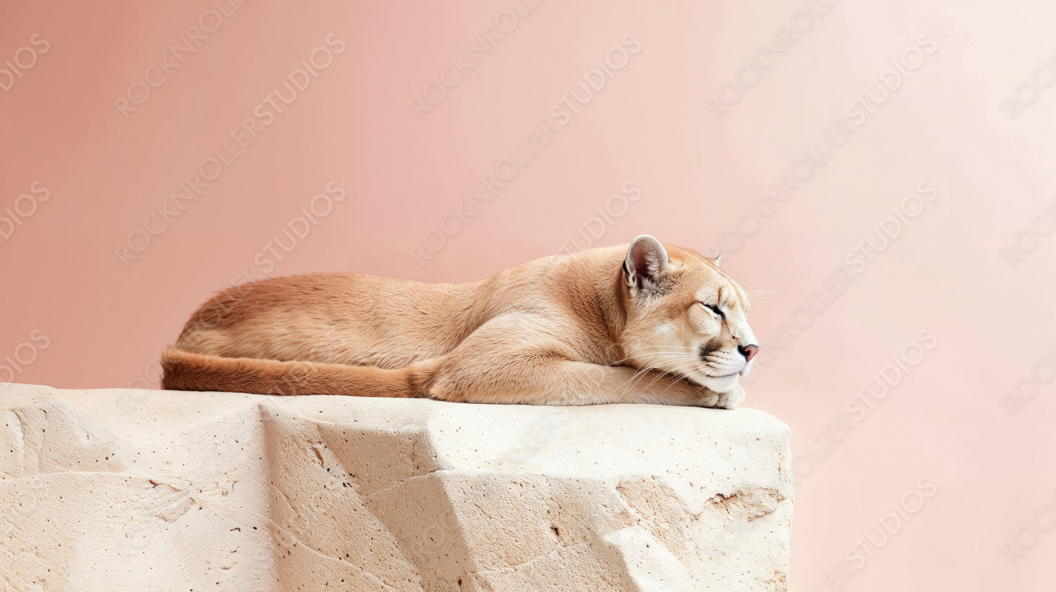 Sleeping Cougar on Rock Against Pastel Pink Background - Tranquil Wildlife Scene