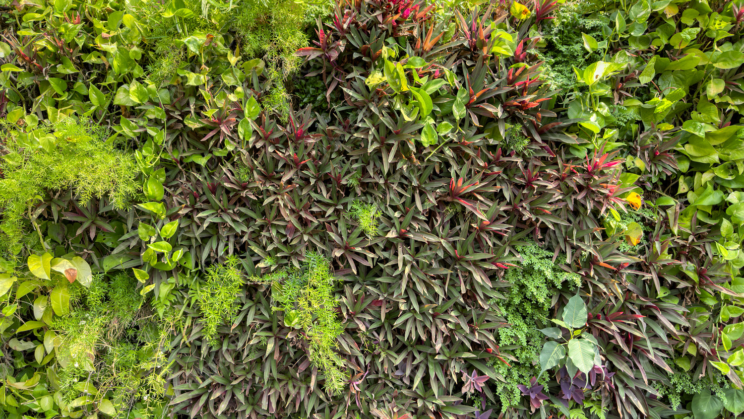 Lush Vertical Garden: A Tapestry of Colorful Tropical Plants and Eco-Friendly Design