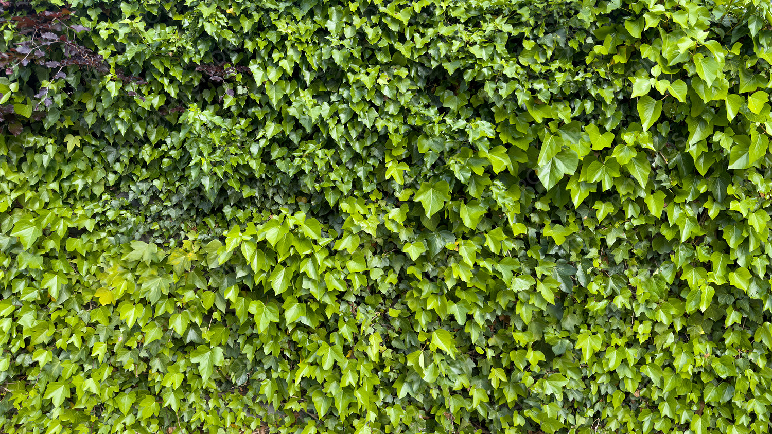 Lush Green Ivy Wall: Vibrant Leafy Texture for Eco-Friendly Backgrounds