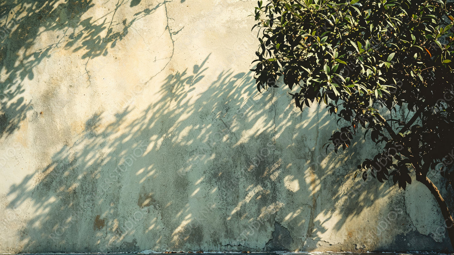 Tree Shadow Cast on Rustic Wall in Warm Sunlight