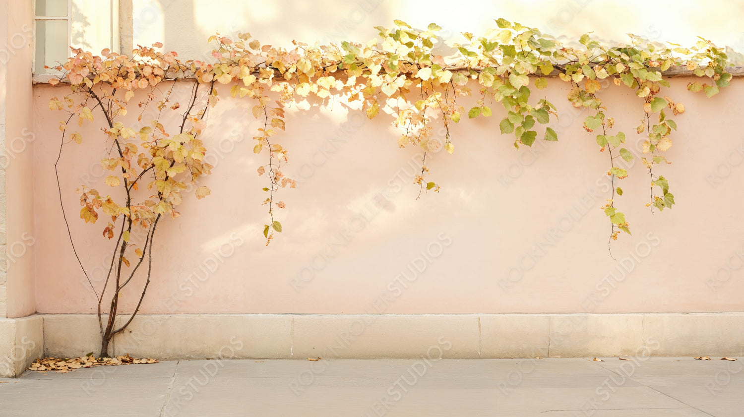 Autumn Serenity: Climbing Plant with Yellow Leaves Against a Softly Lit Peach Wall