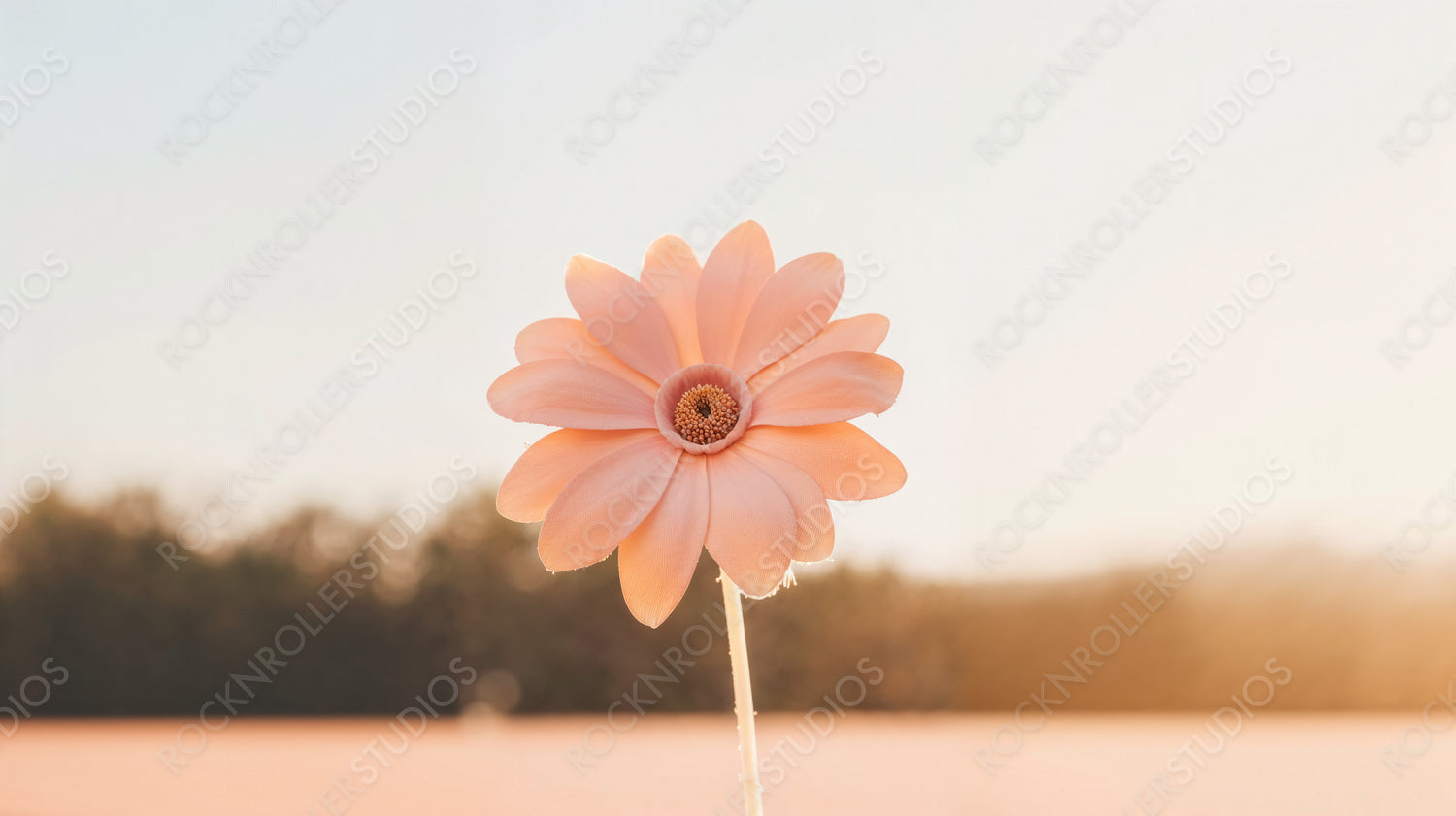 Delicate Pink Flower Against Soft Sunlit Background