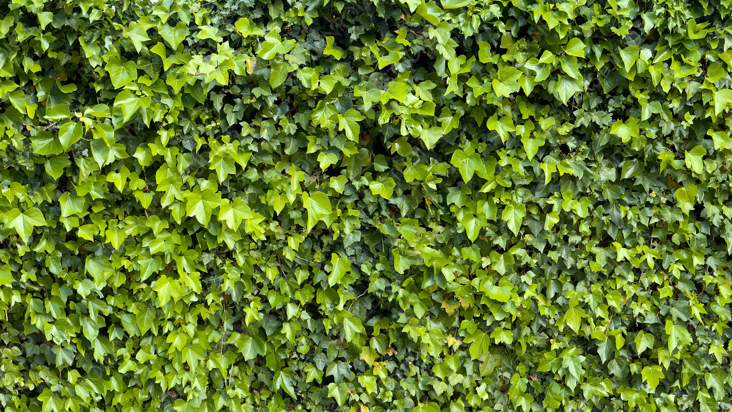 Lush Green Ivy Wall: Dense, Textured Foliage for Eco-Friendly Landscaping