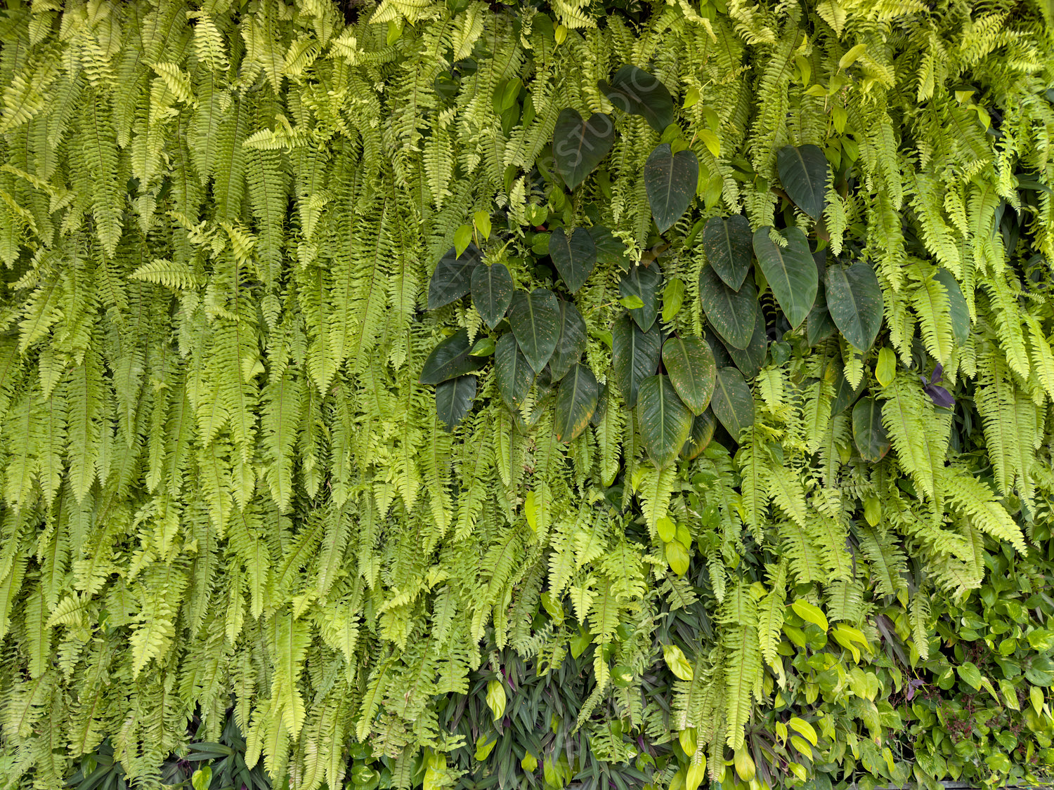 Verdant Vertical Garden: A Tapestry of Ferns and Foliage in Eco-Friendly Design