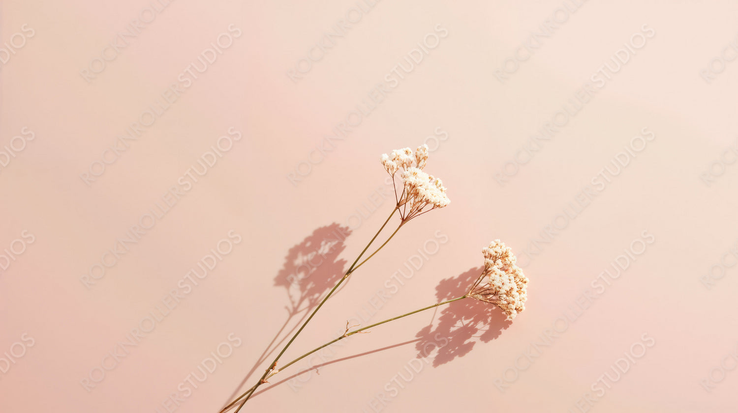 Delicate White Flowers Casting Shadows in Soft Pastel Light