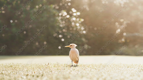 Elegant Bird in Sunlit Garden with Blurred Background