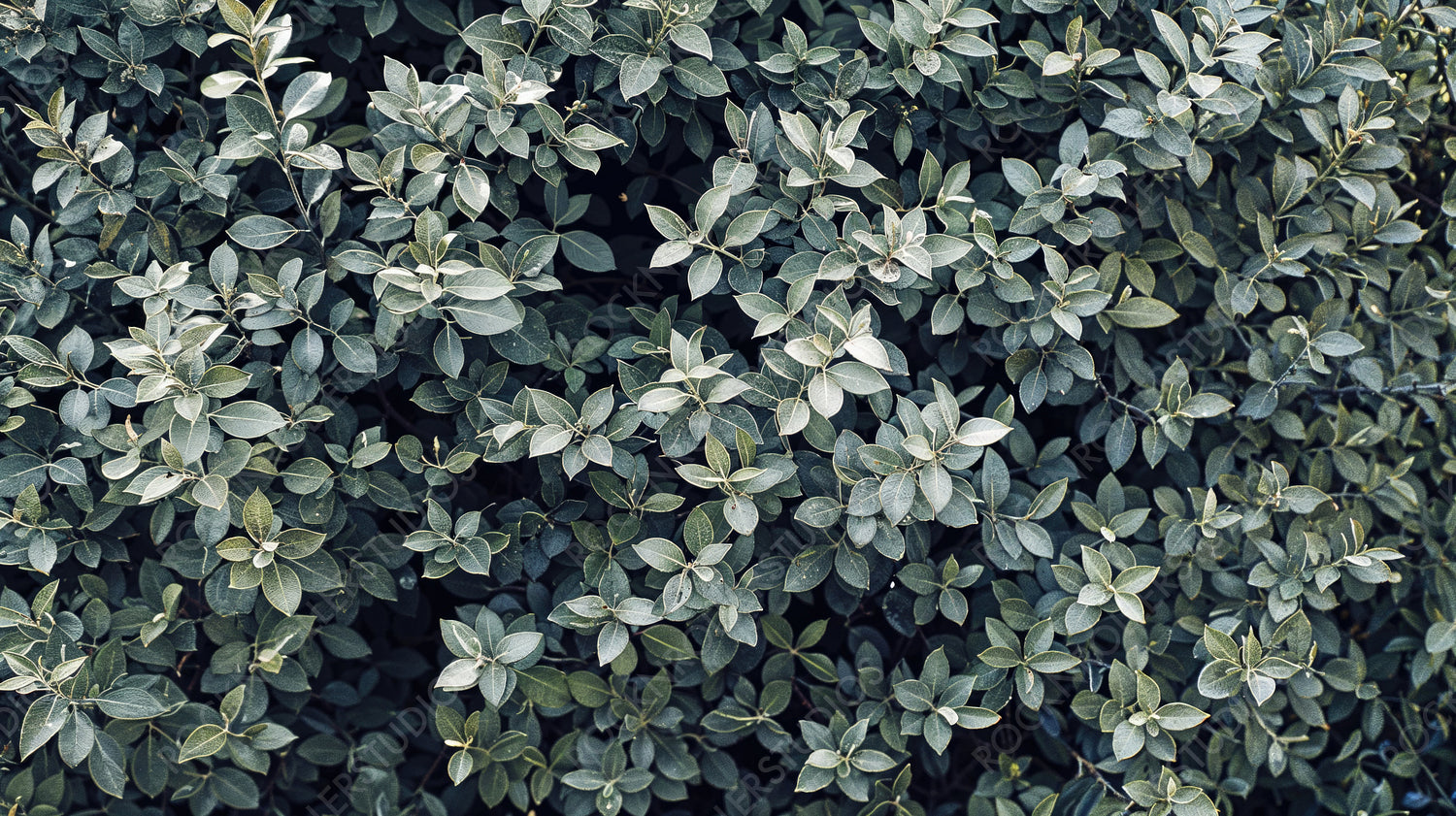 Dense Green Foliage of a Young Bush with Rich Natural Texture