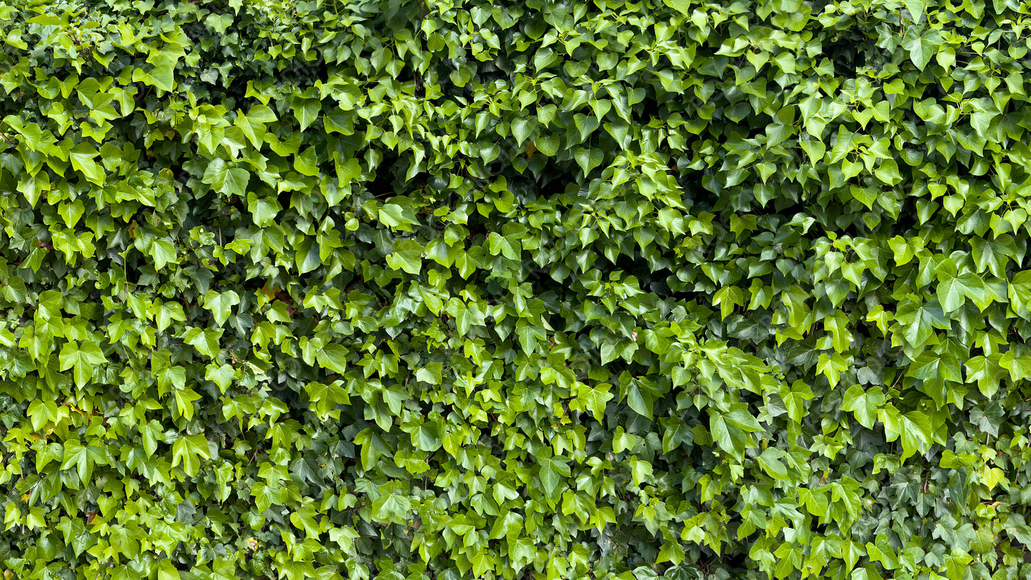 Lush Green Ivy Wall: Vibrant Foliage Textures in Nature