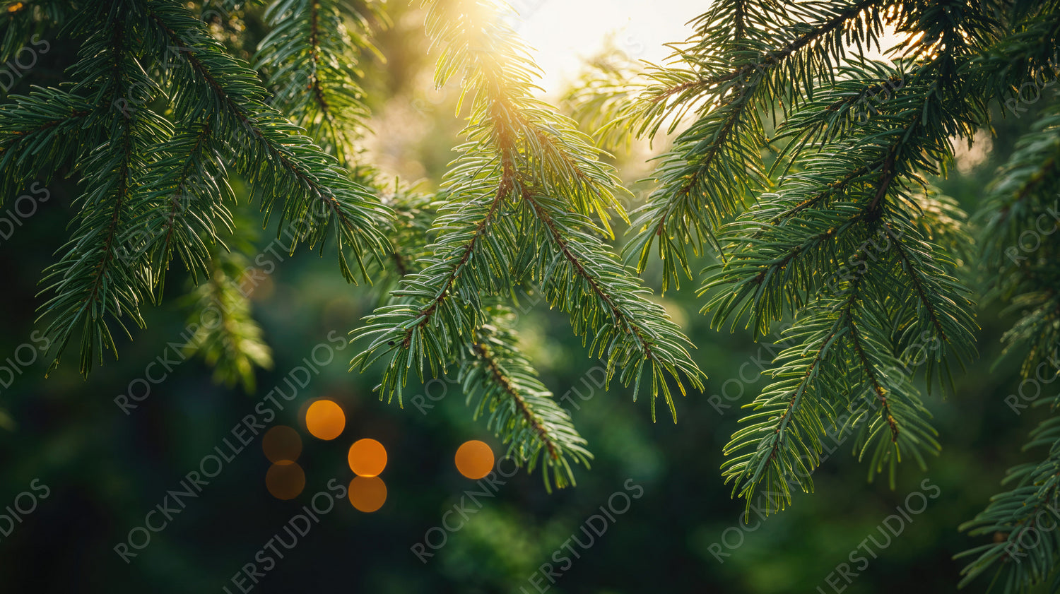 Sunset Glow on Pine Branches with Bokeh Lights in Forest