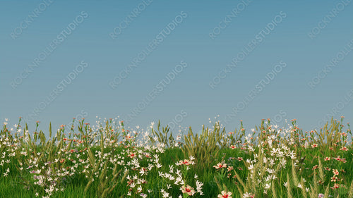 Spring Meadow with Long Grass, Wild Flowers and clear blue sky. Natural Wallpaper with space for text.