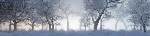 Winter Woodland with Snow covered Trees in a Pale Mist. Seasonal Banner.