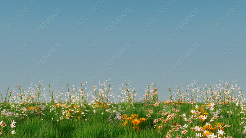 Spring Field with Long Grass, Wild Flowers and clear blue sky. Nature Background with copy space.
