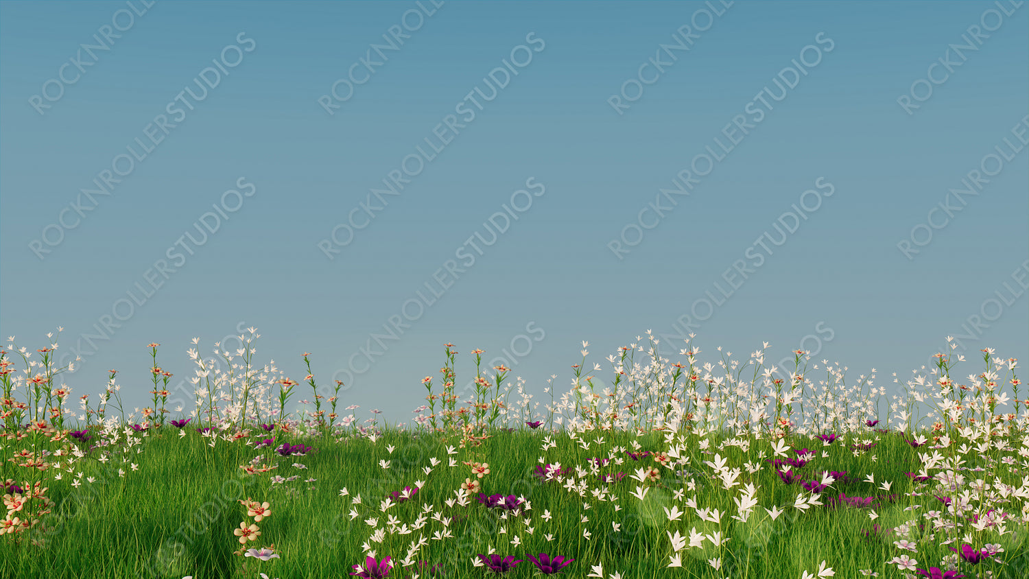 Spring Field with Long Grass, Wild Flowers and clear blue sky. Natural Wallpaper with copy space.